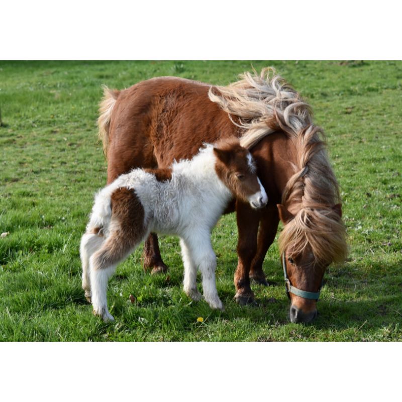 Adorable Shetland Pony and Foal 1000 Piece Puzzle for Adults