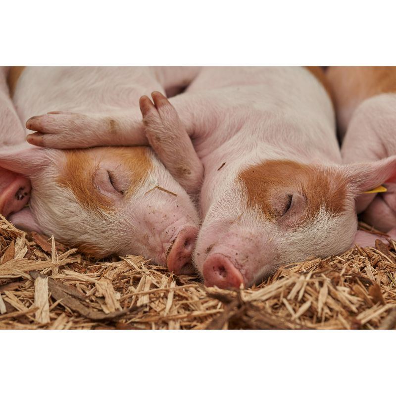 Adorable Sleeping Piglets Cuddling on Straw 1000pc Puzzle