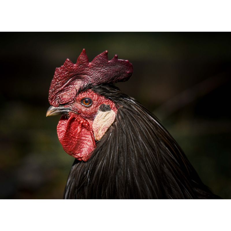 Black Spanish Rooster Puzzle – 1000 Piece Elegant Portrait