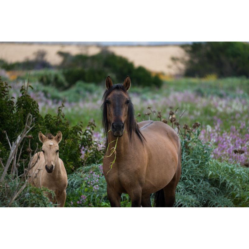 Brown Mare and Foal in Wildflower Field 1000 Piece Puzzle for Adults