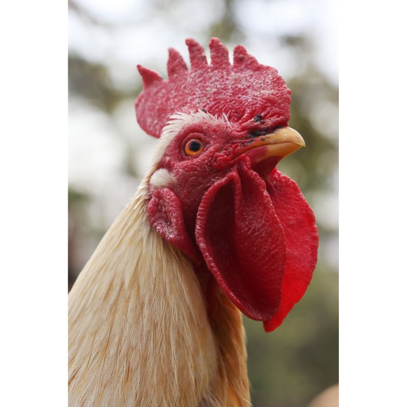 Close-Up Cream Rooster Portrait Puzzle – 1000 Pieces