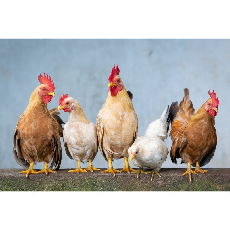 Colorful Chicken Flock Line-Up Puzzle 1000 Pieces Fun & Charming