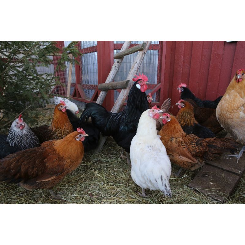 Colorful Farmyard Chicken Gathering Puzzle 1000 Pieces Delight