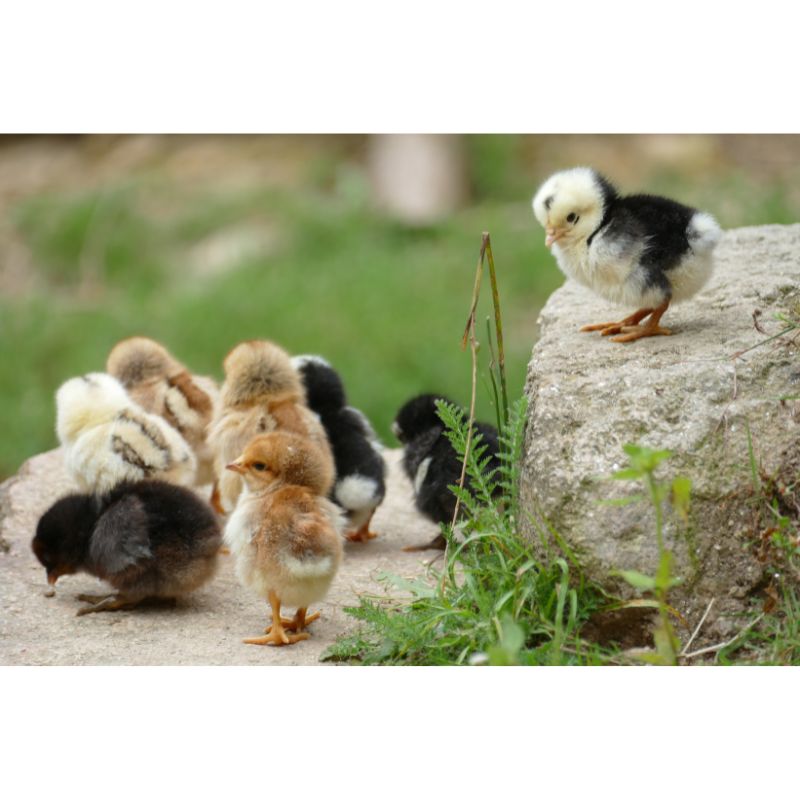 Cute Baby Chicks Puzzle – 1000 Piece Springtime Hatchlings Scene