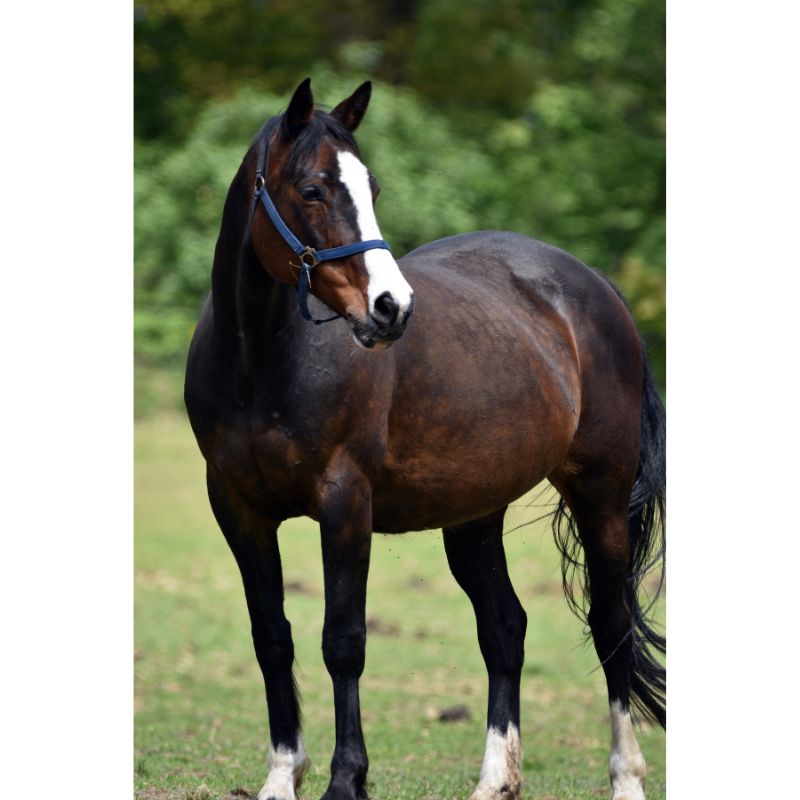 Dark Bay Horse with Blue Halter 1000 Piece Puzzle for Adults