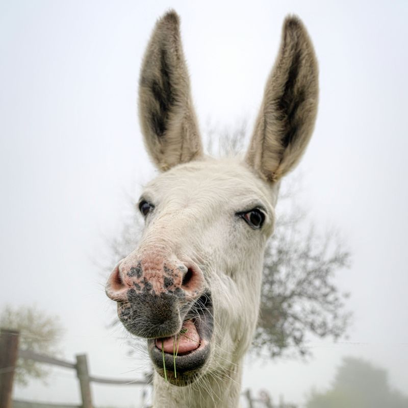 Donkey Jigsaw Puzzles for Adults - 1000 Pieces
