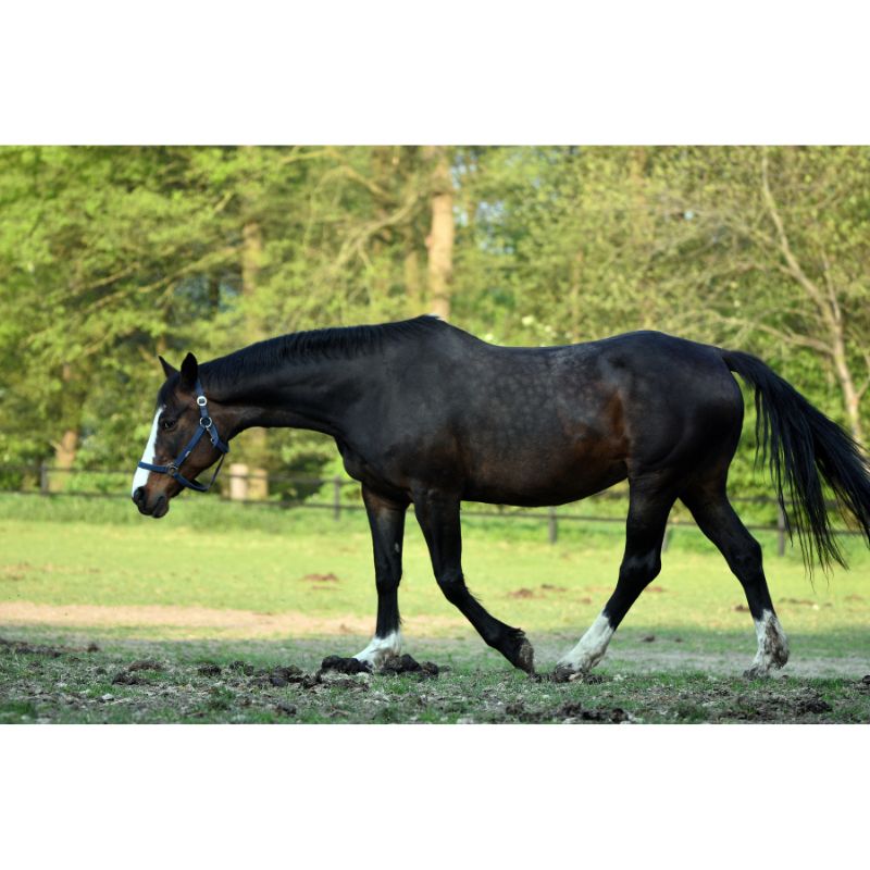 Elegant Black Horse Strolling Pasture 1000 Piece Puzzle for Adults