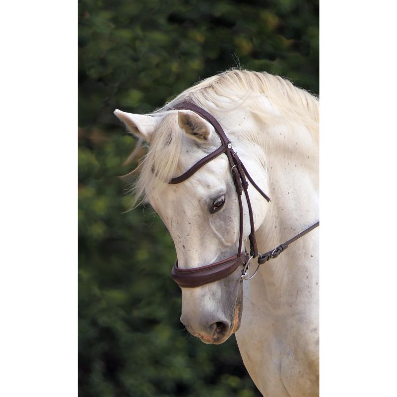 Elegant White Horse Portrait 1000 Piece Puzzle for Adults