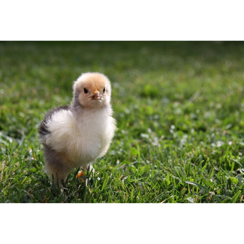 Fluffy Baby Chick Puzzle – 1000 Piece Springtime Cutie Scene