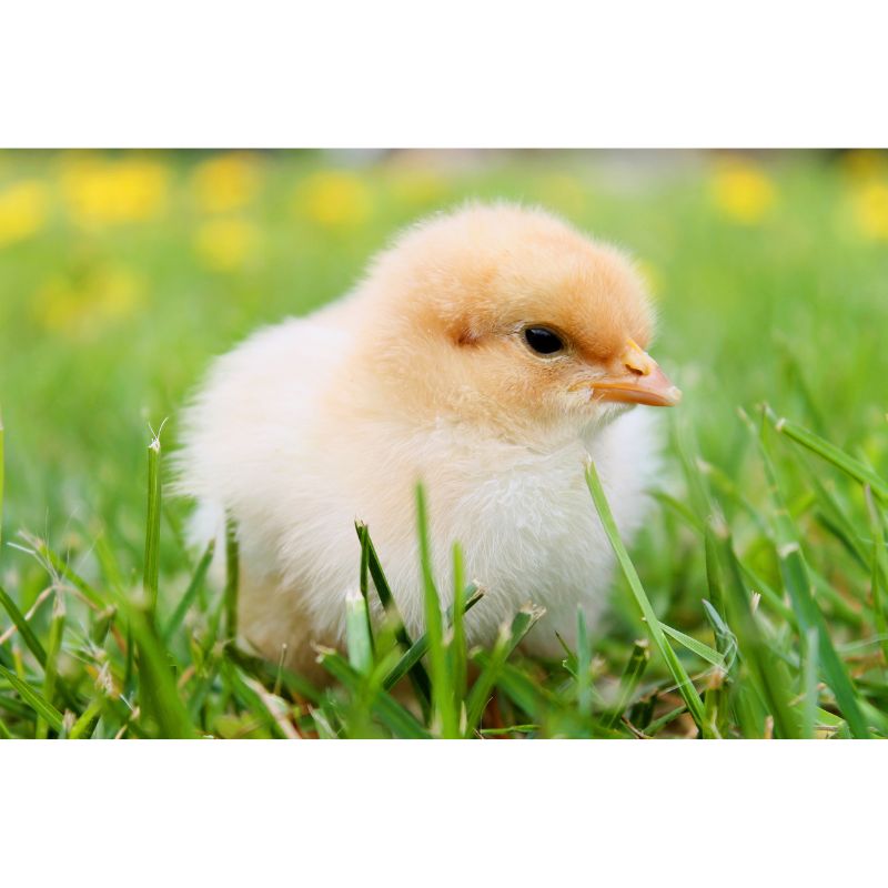 Fluffy Baby Chick in Spring Meadow 1000 Piece Puzzle