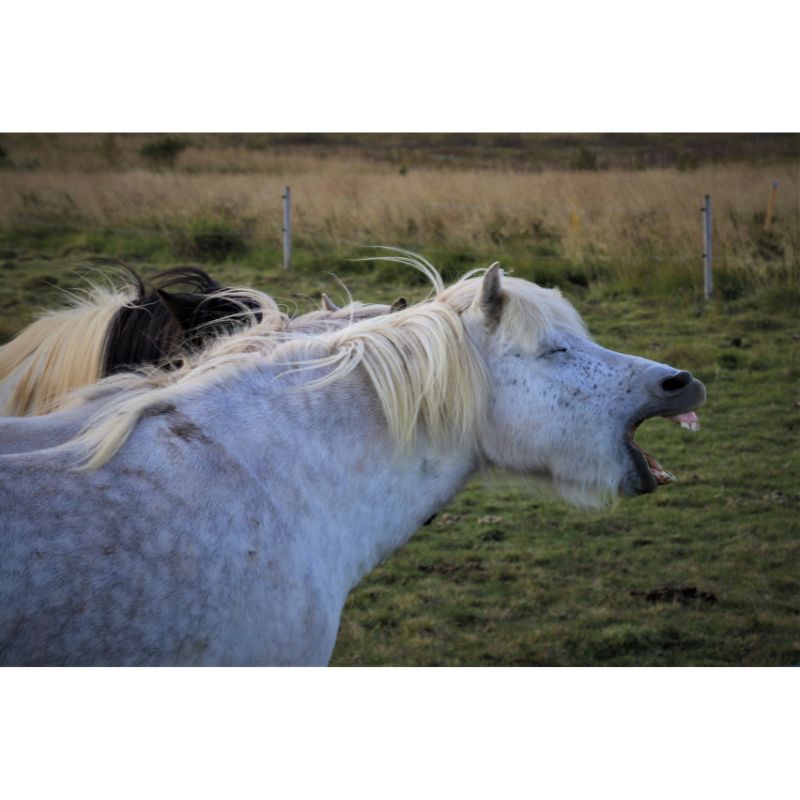 Funny White Horse Yawning 1000 Piece Puzzle for Adults