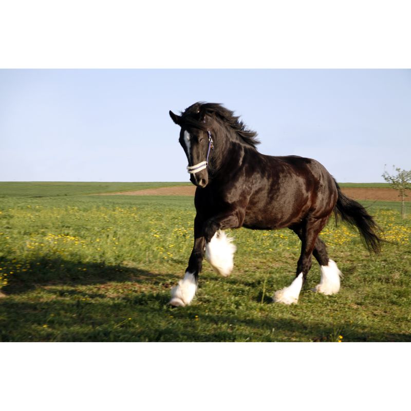Galloping Black Shire Horse in Field 1000 Piece Puzzle for Adults