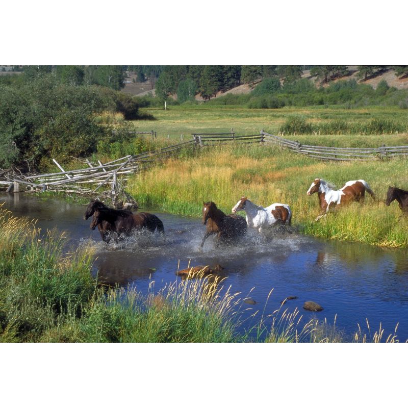 Galloping Horses Crossing River 1000 Piece Puzzle for Adults