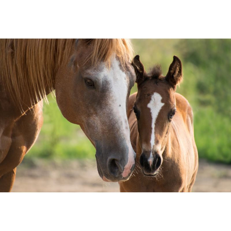 Gentle Bond Horse and Foal 1000 Piece Jigsaw Puzzle for Adults