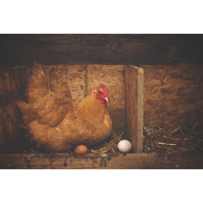 Golden Hen Nesting with Eggs in Rustic Coop Puzzle 1000 Pieces