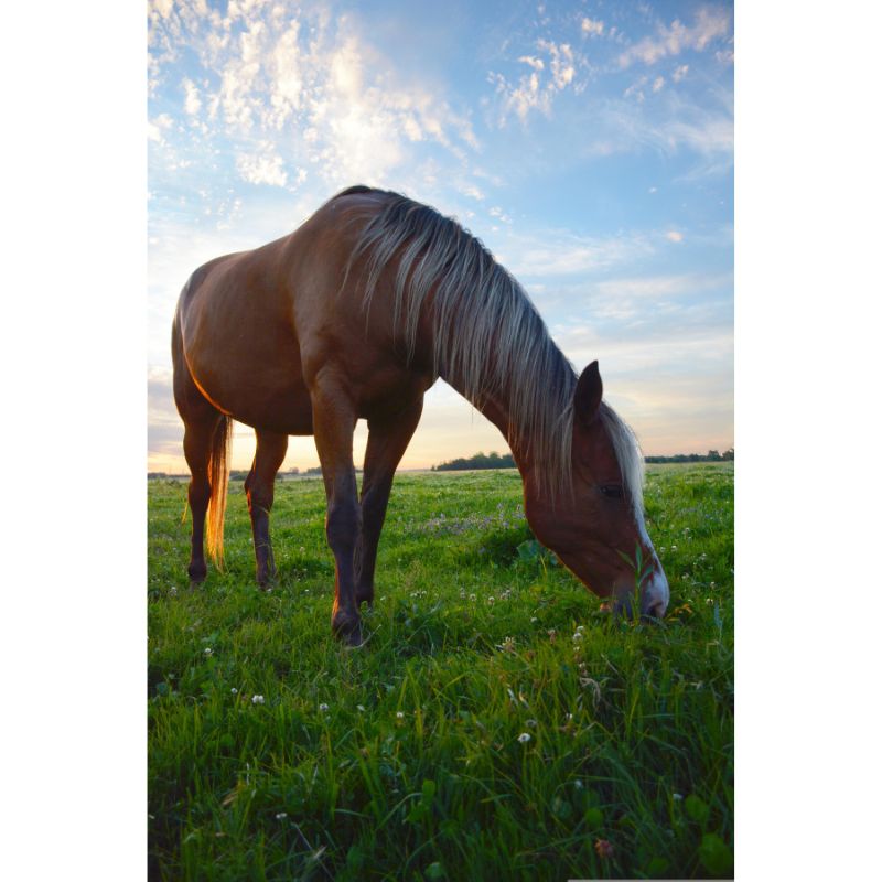 Golden Horse Grazing at Sunset 1000 Piece Puzzle for Adults