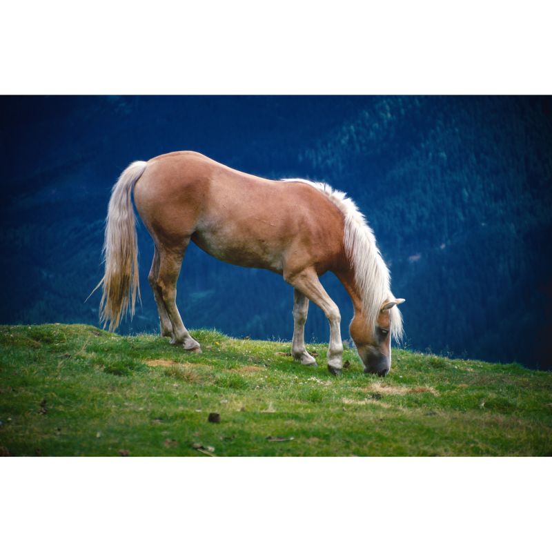 Golden Palomino Grazing on Mountain Slope 1000 Piece Puzzle for Adults