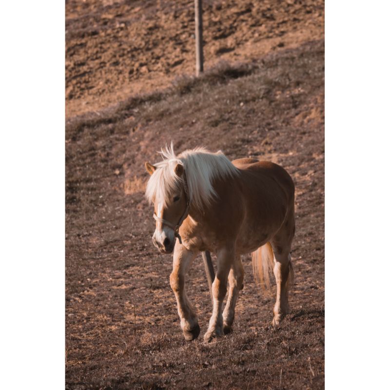 Golden Palomino Horse on Rustic Hillside 1000 Piece Puzzle for Adults