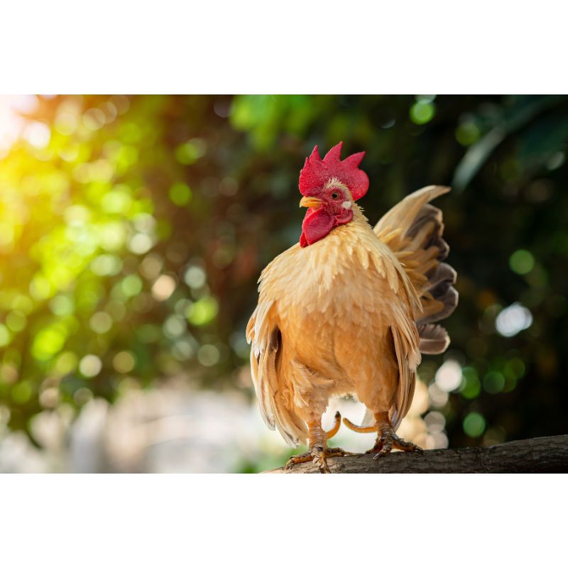 Golden Sunrise Rooster Puzzle – 1000 Piece Rustic Farm Scene