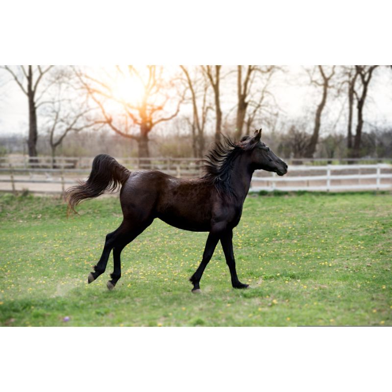 Graceful Black Horse Trotting at Sunset 1000 Piece Puzzle for Adults