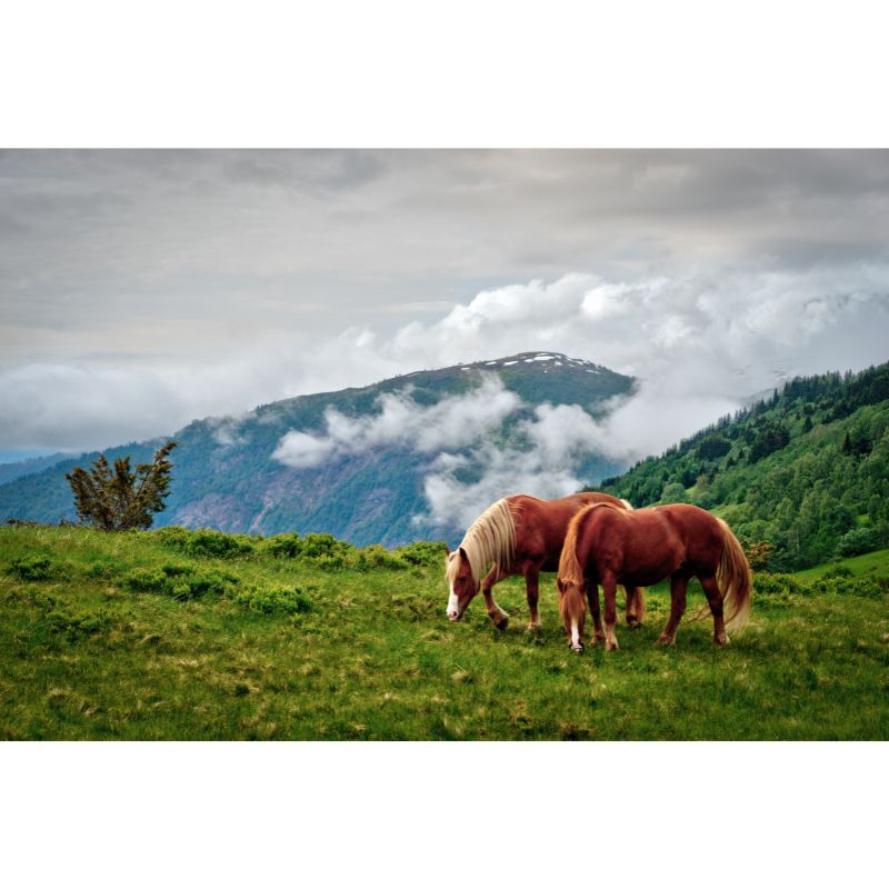 Grazing Horses in Misty Mountain Valley 1000 Piece Puzzle for Adults