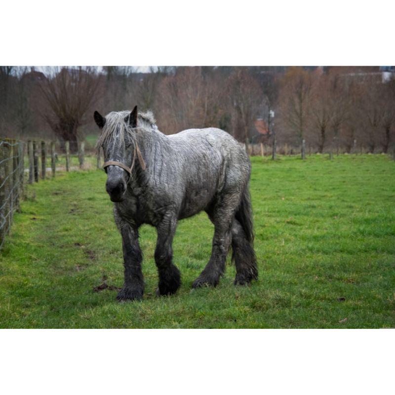 Grey Draft Horse in Foggy Pasture 1000 Piece Puzzle for Adults