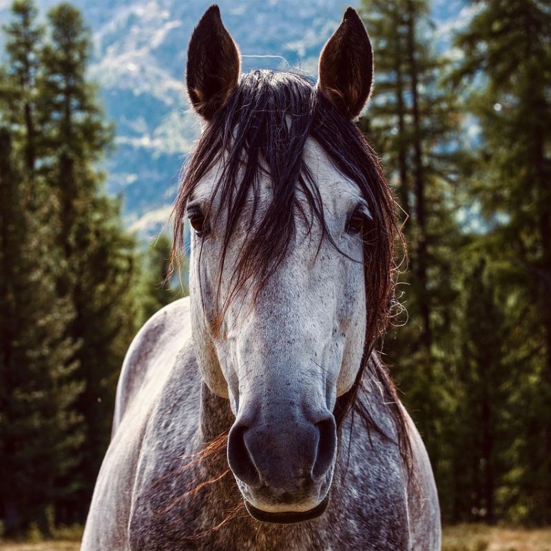 Horse Jigsaw Puzzles for Adults - 1000 Piece