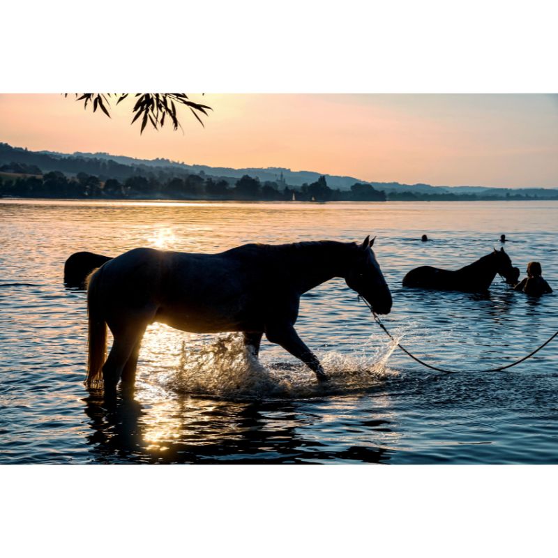 Horses Bathing in Lake at Sunset 1000 Piece Puzzle for Adults