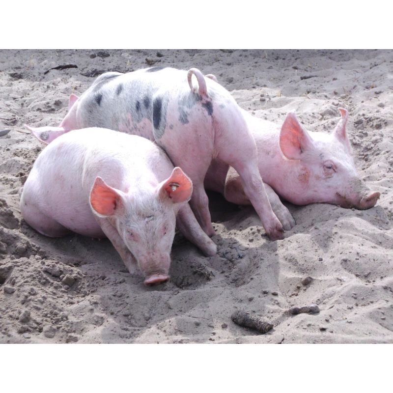 Lazy Pig Trio Lounging in the Sand 1000 Piece Puzzle