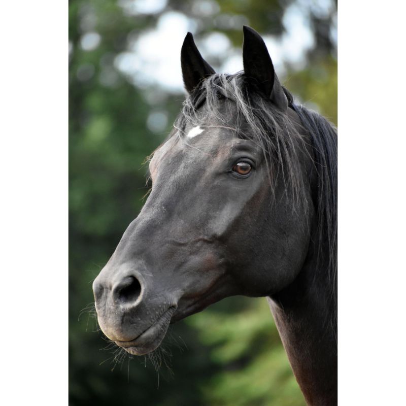 Majestic Black Horse Close-Up Portrait 1000 Piece Puzzle for Adults