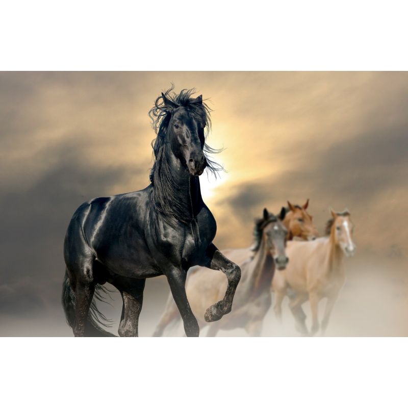 Majestic Black Stallion at Sunset 1000 Piece Puzzle for Adults