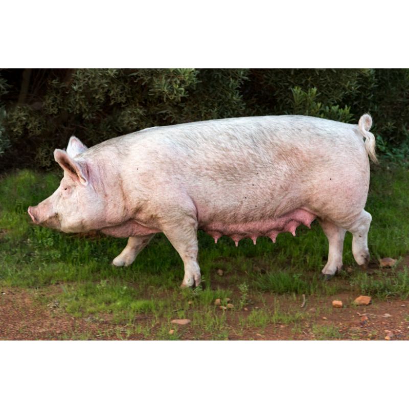 Majestic Mother Pig Walking Through Nature 1000pc Puzzle