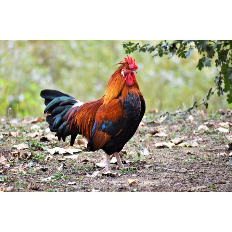 Majestic Multicolor Rooster Puzzle – 1000 Piece Challenge