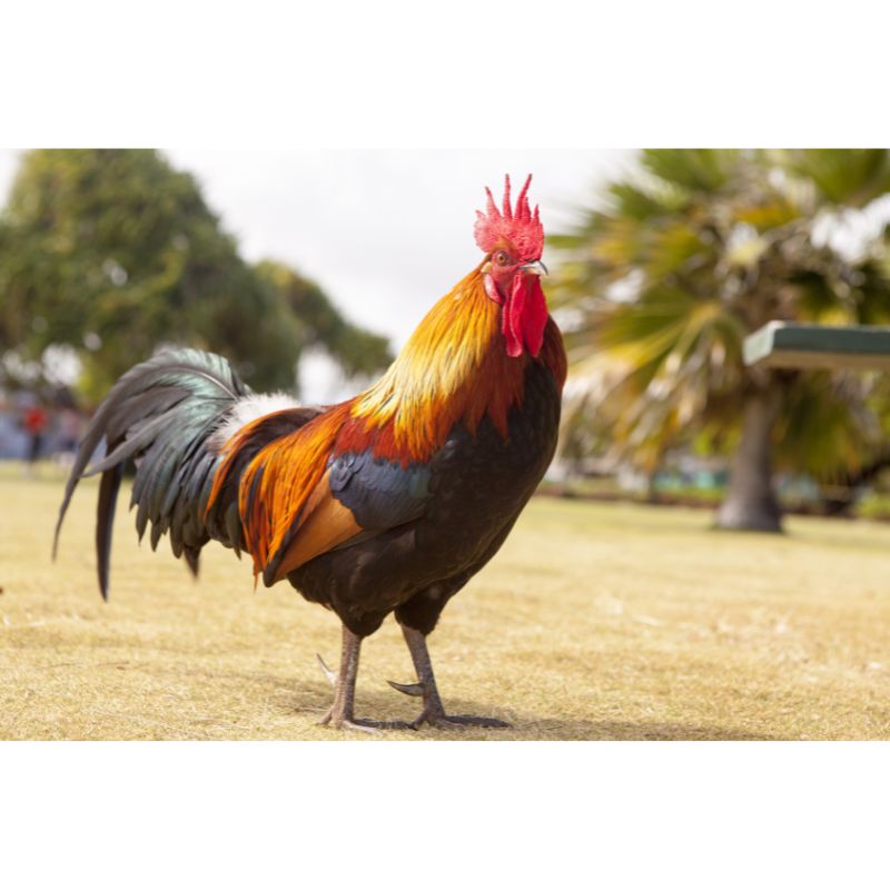 Majestic Rooster in the Sunlight Farm Scene Puzzle – 1000 Pieces