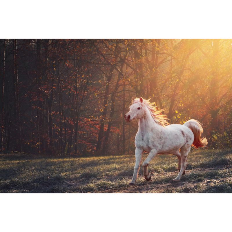Majestic White Horse in Autumn Forest 1000-Piece Jigsaw Puzzle