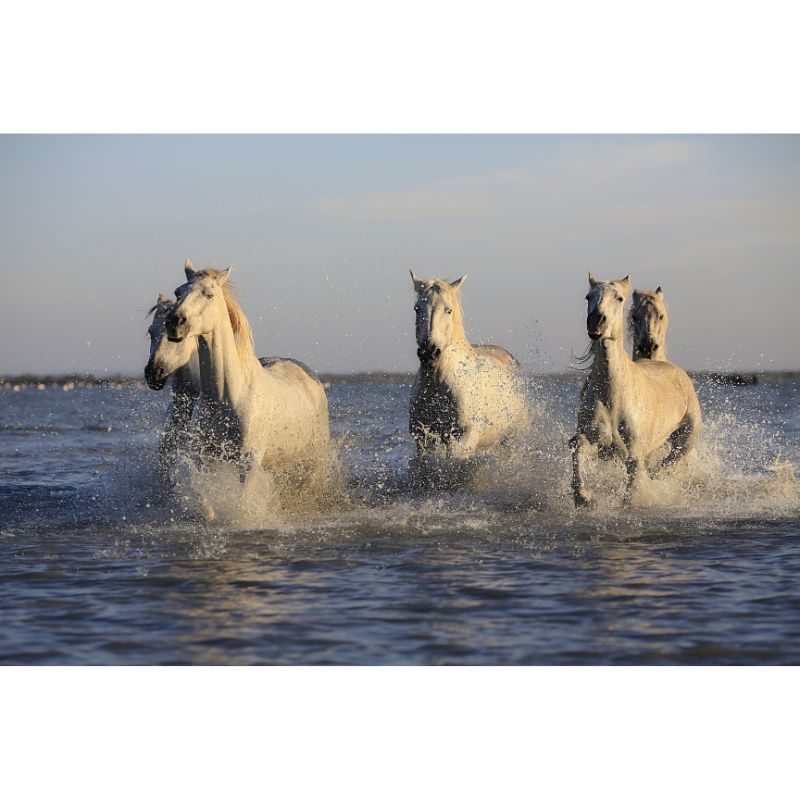 Majestic White Horses Running Through Water 1000pc Puzzle