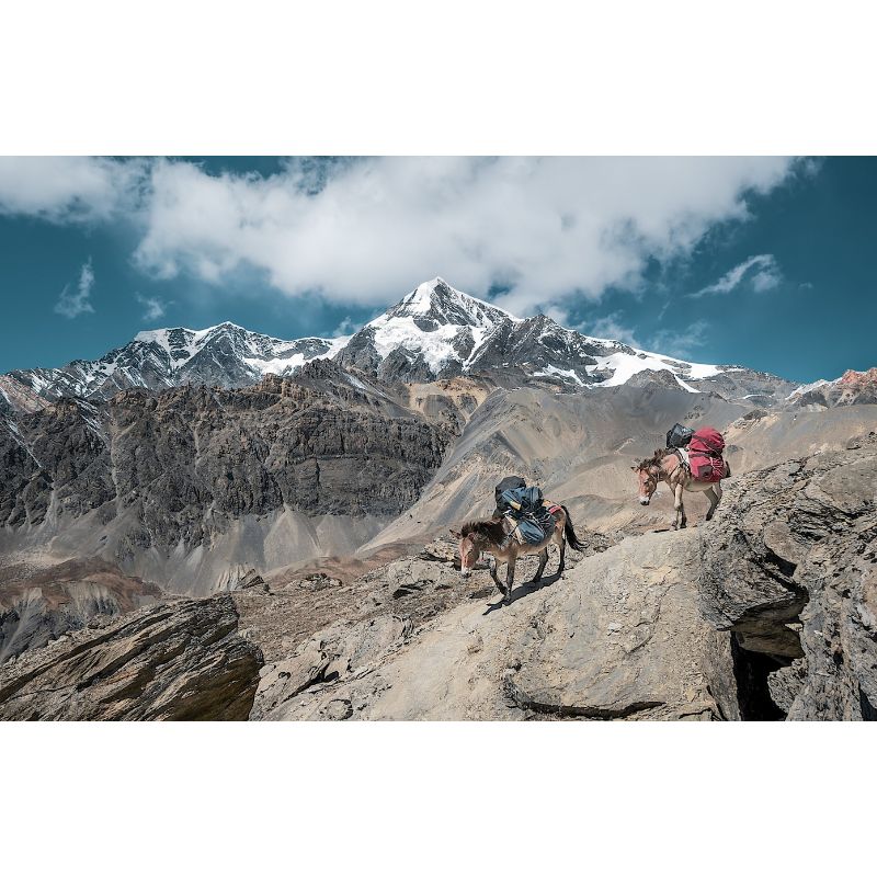 Mountain Mules Crossing Rocky Himalayas Puzzle – 1000 Pieces