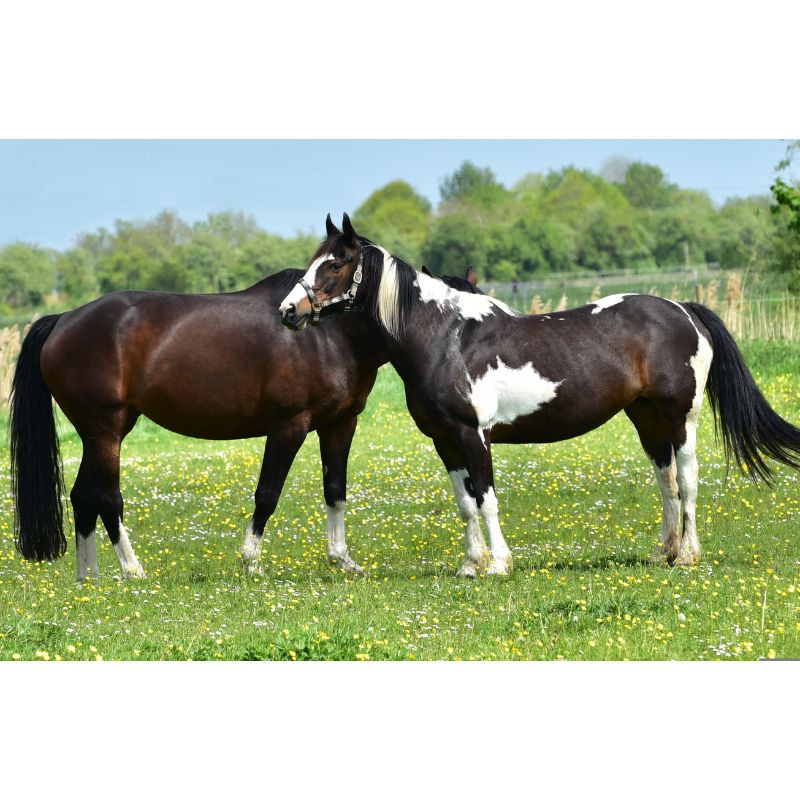 Peaceful Pasture Brown & White Horses 1000 Piece Puzzle for Adults