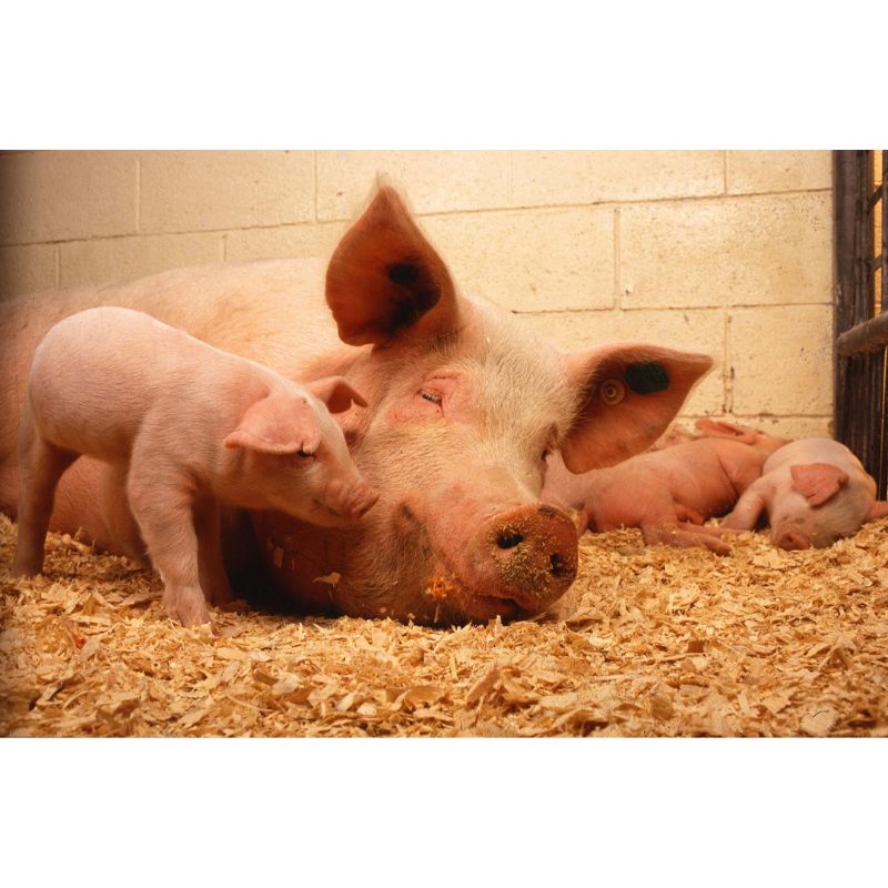 Peaceful Pig Family in Cozy Barn Setting 1000pc Puzzle