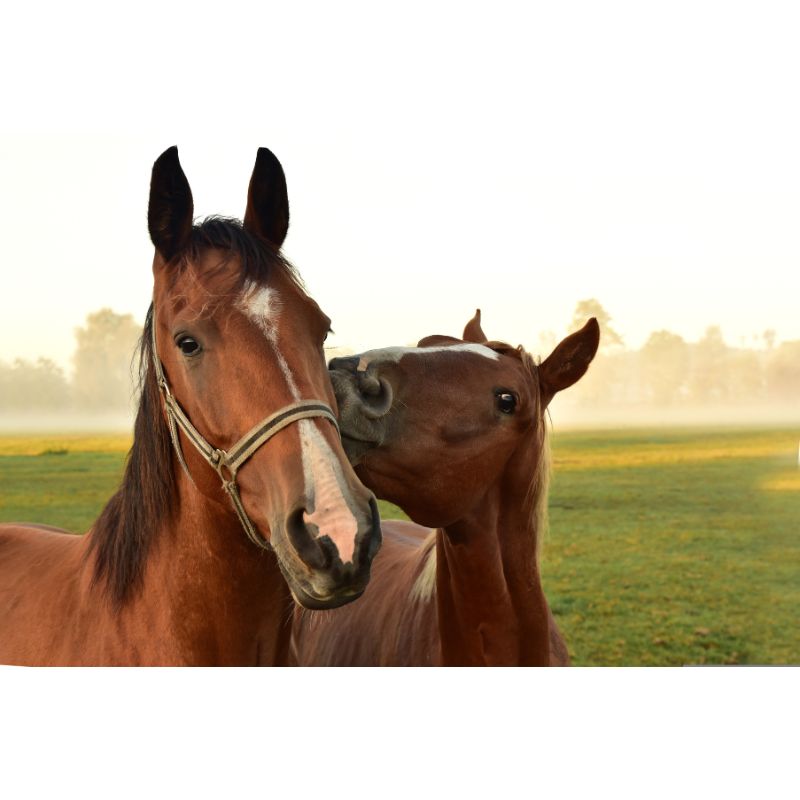Playful Brown Horses in Morning Light 1000 Piece Puzzle for Adults