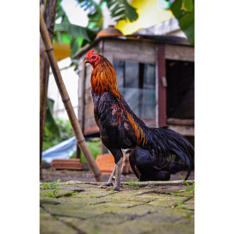 Proud Farmyard Rooster Puzzle – 1000 Piece Realistic Scene