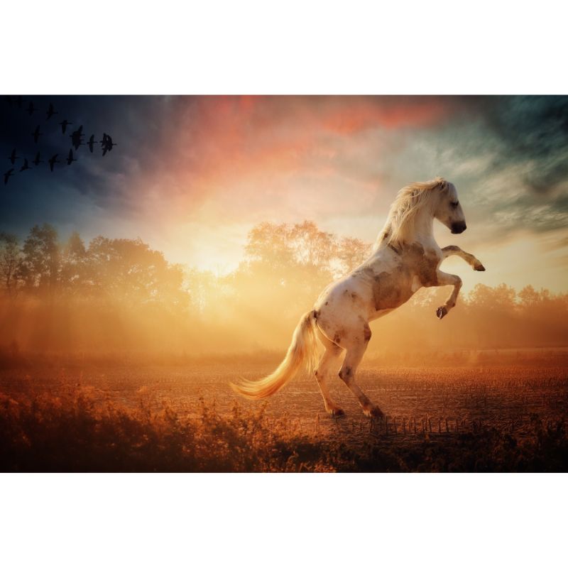 Rearing White Horse at Sunrise 1000 Piece Puzzle for Adults