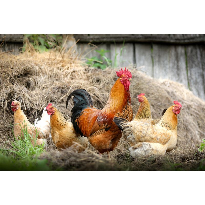 Rustic Rooster & Hens Puzzle – 1000 Piece Farmyard Harmony Scene