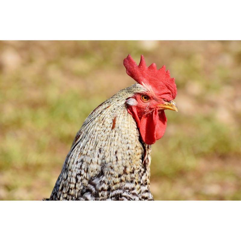 Speckled Silver Rooster with Red Comb Puzzle – 1000 Pieces