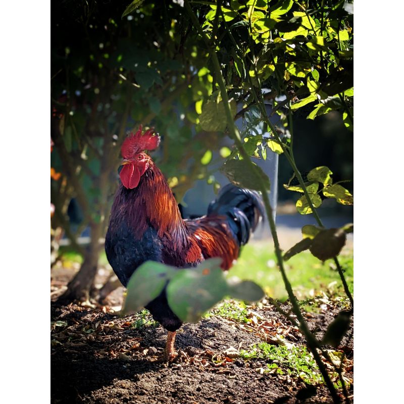 Sunlit Garden Rooster Under Foliage Puzzle – 1000 Pieces