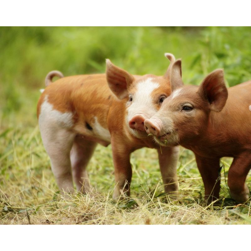 Two Adorable Piglets Exploring Meadow 1000pc Puzzle