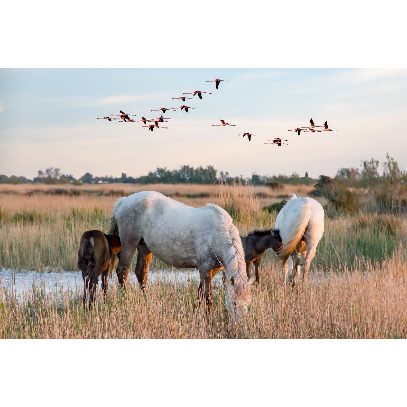White Horses and Foals with Flamingos 1000 Piece Puzzle for Adults
