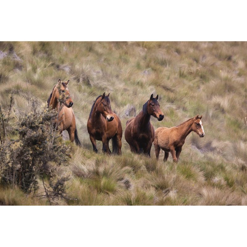 Wild Horses in Highland Grassland 1000 Piece Puzzle for Adults