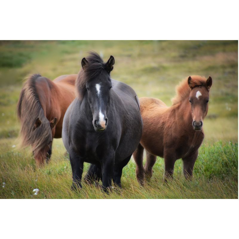 Wild Icelandic Horses Family 1000 Piece Puzzle for Adults