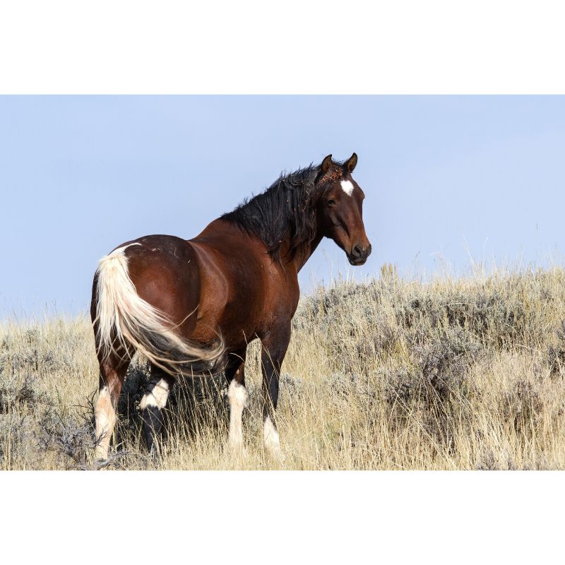 Wild Mustang on Open Prairie 1000 Piece Puzzle for Adults